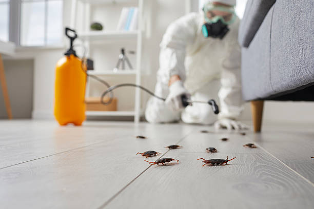 Affordable Termite Control solutions in La Monte, MO